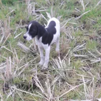 واگذاری پینتر اینگلیس شکاری