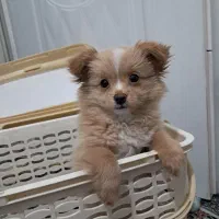 توله سگ دوماهه پامر