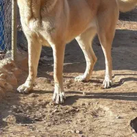 واگذاری ماده سرابی