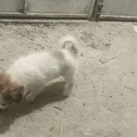 سلام بازیگوش