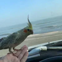 گمشده (عروس هلندی) اسمش توکا است