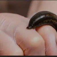 آموزش و انجام تزریقات حجامت زالودرمانی|خدمات آرایشگری و زیبایی|دورود, |دیوار