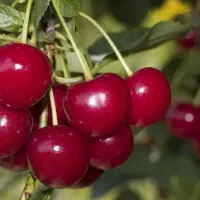 تولید و فروش نهال آلبالو گوشواره ای|خدمات باغبانی و درختکاری|شاهین دژ, |دیوار