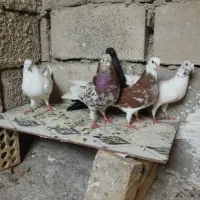 پنج کبوتر