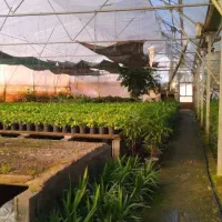 زمین گلخانه ای تنکابن سنددار با مجوز فعال