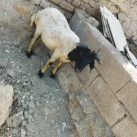 سلام یک بره نر سالم