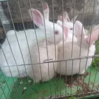 ۳۰۰۰|موش و خرگوش|اهواز, شهرک صنعتی شماره ۳|دیوار