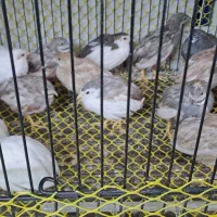 بلدرچین مینیاتوری در رنگ های مختلف