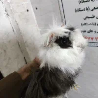 خوکچه هندی|موش و خرگوش|تهران, شهرک طالقانی|دیوار