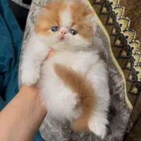 خانه گربه‌های زیبا (اسکاتیش/پرشین/بریتیش)