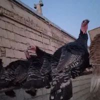 بوقلمون طبیعی ومحلی