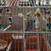 عروس هلندی نر و ماده