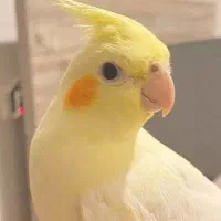 طوطی هلندی نر سخنگو|پرنده|تبریز, |دیوار