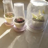 گل حشره خوار