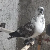 کبوتر
