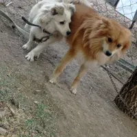 سگ پاکوتاه دزدیده گم شده|سگ|زنجان, |دیوار