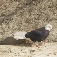 ماده شازده سیاه