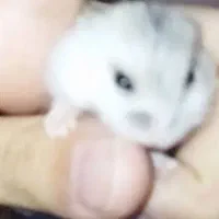 فروش همستر|موش و خرگوش|تهران, افسریه شمالی|دیوار