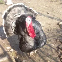 یه جفت بقلمون سالم وسرحال|حیوانات مزرعه|سنگر, |دیوار