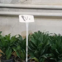 کاج مطبق بزرگ|گل و گیاه طبیعی|نیشابور, ناسیونال|دیوار