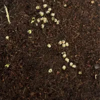 حلزون آچاتینا|خزنده|یزد, |دیوار