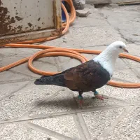 کفتر کلاغ نرماده