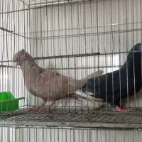 کبوتر. نر ماده دم سفید. کله دم سبز  پلاکی بدرنگ.
