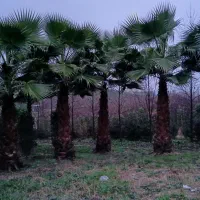 لنگرود کومله اطاقور استخر ماهی گرمابی جای دنچ