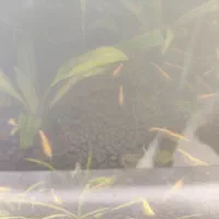 شریمپ درشت سایز شارژ گردد|ماهی|مشهد, فاطمیه|دیوار