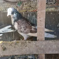 کبوتر|پرنده|هشتگرد, شهرک بعثت|دیوار