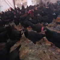 خروس مرغ بلدرچین 27 روزه