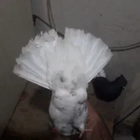 کبوترکفترپرنده|پرنده|اهواز, اسلام آباد شرقی|دیوار