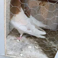 کبوتر
