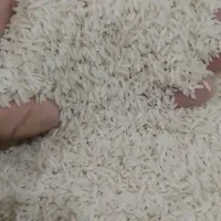 برنج هاشمی اعلاء|خوردنی و آشامیدنی|لنگرود, |دیوار