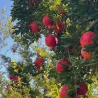 باغ  با زمین مسکونی تفت(حسینی)