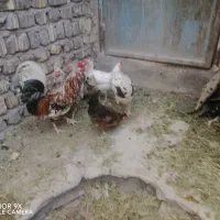 مرغ و خروس گلین