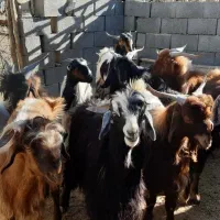 کهره و پازن