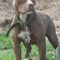 پیتبول ماده درجه یک دو ساله نیم دم فحل هم هستش