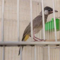 سهره قناری