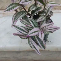 حراج  واقعی هر گلدان زیبا فقط صد تومن|گل و گیاه طبیعی|شاهین‌شهر, مورچه خورت|دیوار