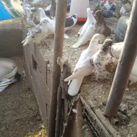 مرغ و خروس و کبوتر