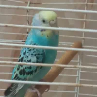 یه دونه مرغ عشق مایل با معاوضه با جوجه مرغ مینا