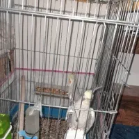 یک جفت عروس هلندی تخم گذار