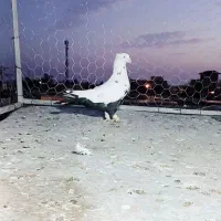 کبوتر دم سیاه