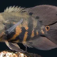 ماهی اسگار سوپر باله