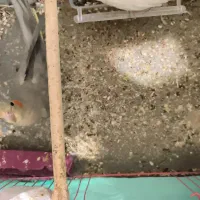 عروس هلندی ماده