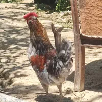 دوتا خروس گلین