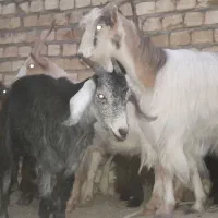 تعدادی بز بزغاله دار جوان|حیوانات مزرعه|رامند, |دیوار