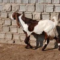 فروش یک عدد کهره نر|حیوانات مزرعه|آبپخش, |دیوار