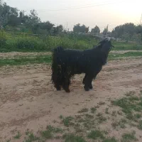 بز دوبر بعده